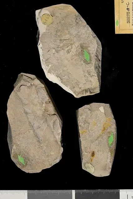 Dokumentasi USNM P38275A dengan identifikasi pada sumber Conocarpus eocenica. Isi dan label gambar dipertahankan.