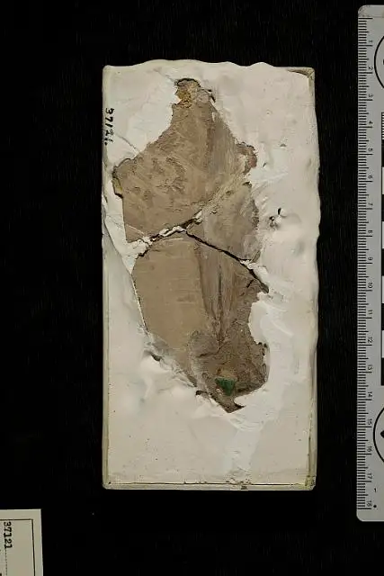 Dokumentasi USNM P37121 dengan identifikasi pada sumber Zizyphus laurifolius. Isi dan label gambar dipertahankan.