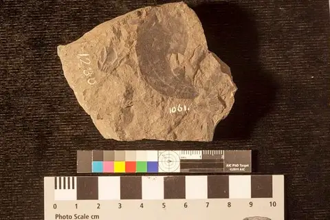Dokumentasi USNM P1061B dengan identifikasi pada sumber Cinnamomum heerii. Isi dan label gambar dipertahankan.
