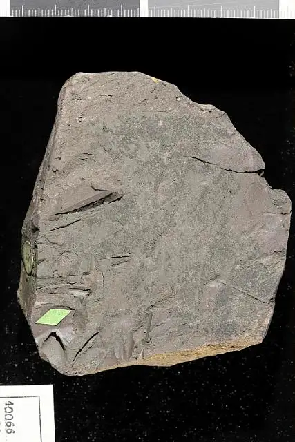 Dokumentasi USNM P40066 dengan identifikasi pada sumber Aralia eutawensis. Isi dan label gambar dipertahankan.