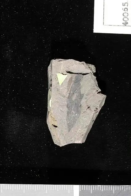 Dokumentasi USNM P40065 dengan identifikasi pada sumber Andromeda cretacea. Isi dan label gambar dipertahankan.