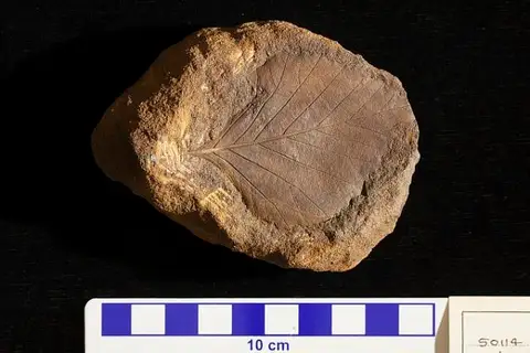 Dokumentasi USNM P50114 dengan identifikasi pada sumber Andromeda wardiana. Isi dan label gambar dipertahankan.