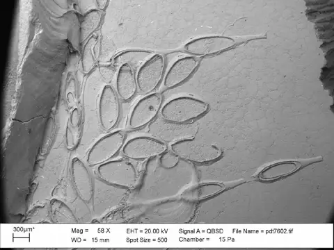 Dokumentasi PI D 59192 dengan identifikasi pada sumber Spinicharixa dimorpha. Isi dan label gambar dipertahankan.
