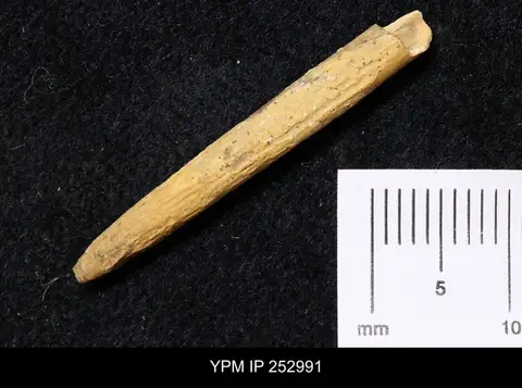 Dokumentasi YPM IP 252991 dengan identifikasi pada sumber Belemnitella bulbosa. Isi dan label gambar dipertahankan.