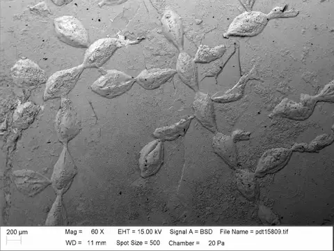 Dokumentasi PI BZ 902 dengan identifikasi pada sumber Simplicidium smithii. Isi dan label gambar dipertahankan.