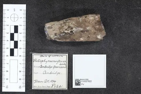 Dokumentasi PV P 7241 dengan identifikasi pada sumber Protosphyraena ferox. Isi dan label gambar dipertahankan.