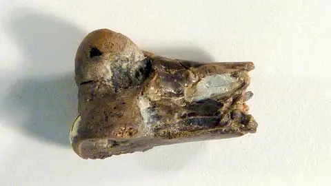 Dokumentasi USNM V15161 dengan identifikasi pada sumber Palaeorallus brodkorbi. Isi dan label gambar dipertahankan.