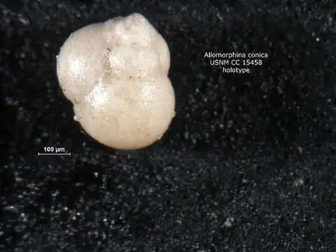 Dokumentasi USNM CC15458 dengan identifikasi pada sumber Allomorphina conica. Isi dan label gambar dipertahankan.