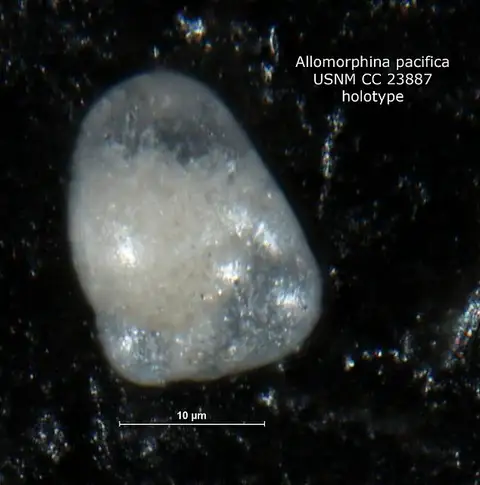 Dokumentasi USNM CC23887 dengan identifikasi pada sumber Allomorphina pacifica. Isi dan label gambar dipertahankan.