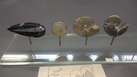 Dokumentasi YPM IP 030274 dengan identifikasi pada sumber Discoceratites dorsoplanus. Isi dan label gambar dipertahankan.