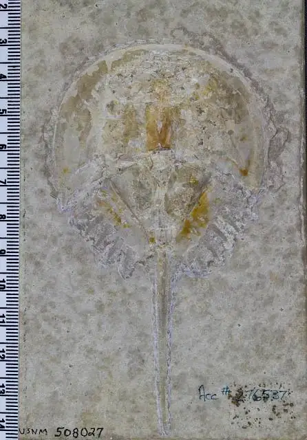 Dokumentasi USNM PAL508027 dengan identifikasi pada sumber Mesolimulus walchi. Isi dan label gambar dipertahankan.