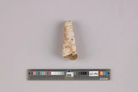Dokumentasi USNM MO165496 dengan identifikasi pada sumber Turritella vanvlecki. Isi dan label gambar dipertahankan.