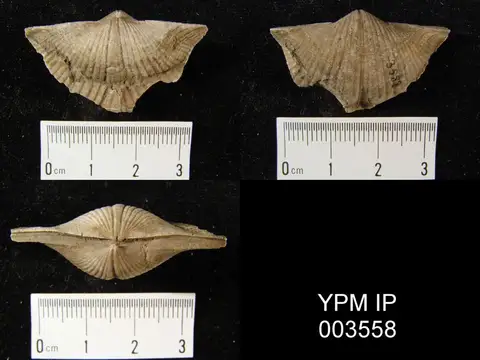 Dokumentasi YPM IP 003558 dengan identifikasi pada sumber Atylephorus tornacensis. Isi dan label gambar dipertahankan.