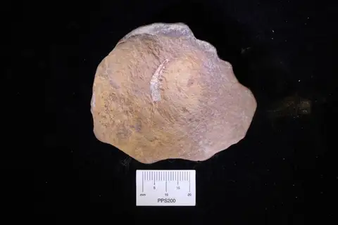 Dokumentasi YPM IP 052088 dengan identifikasi pada sumber Palaeocaris typus. Isi dan label gambar dipertahankan.