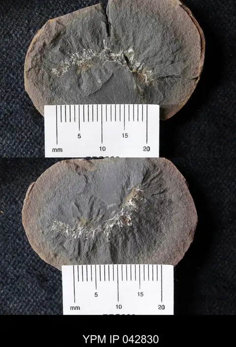 Dokumentasi YPM IP 042830 dengan identifikasi pada sumber Palaeocampa anthrax. Isi dan label gambar dipertahankan.