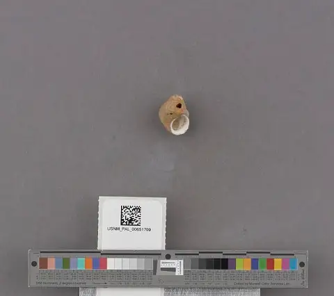 Dokumentasi USNM PAL651709 dengan identifikasi pada sumber Littorina mariana. Isi dan label gambar dipertahankan.