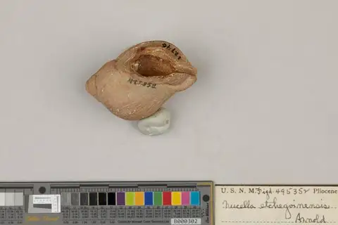 Dokumentasi USNM MO495352 dengan identifikasi pada sumber Nucella etchegoinensis. Isi dan label gambar dipertahankan.