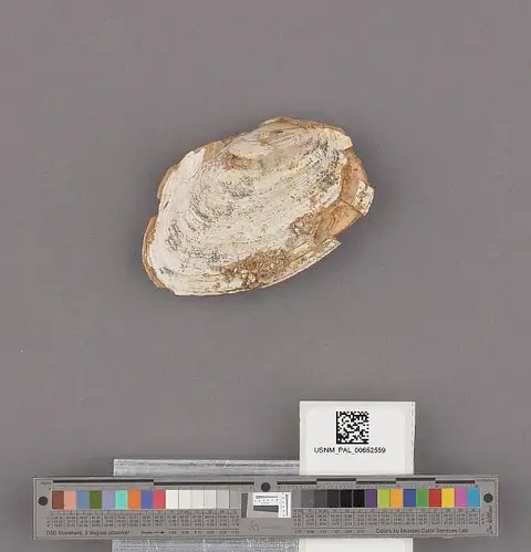 Dokumentasi USNM PAL652559 dengan identifikasi pada sumber Anodonta kettlemanensis. Isi dan label gambar dipertahankan.
