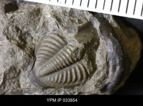 Dokumentasi YPM IP 033854 dengan identifikasi pada sumber Dechenella verneuili. Isi dan label gambar dipertahankan.
