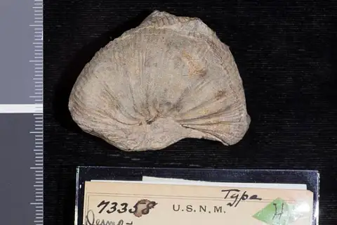 Dokumentasi USNM PAL73358 dengan identifikasi pada sumber Desmoscaphites bassleri. Isi dan label gambar dipertahankan.