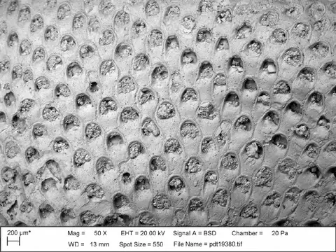 Dokumentasi PI D 59494 dengan identifikasi pada sumber Euritina denticulata. Isi dan label gambar dipertahankan.