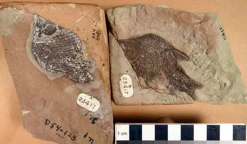 Dokumentasi USNM V23417 dengan identifikasi pada sumber Lophionotus sanjuanensis. Isi dan label gambar dipertahankan.