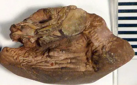 Dokumentasi USNM V18399 dengan identifikasi pada sumber Semionotus kanabensis. Isi dan label gambar dipertahankan.