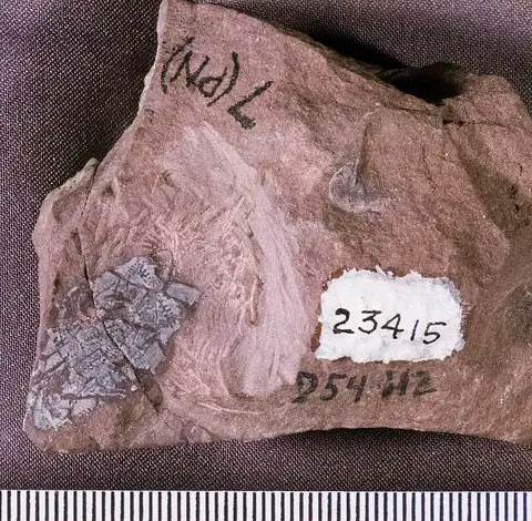 Dokumentasi USNM V23415 dengan identifikasi pada sumber Synorichthys stewarti. Isi dan label gambar dipertahankan.