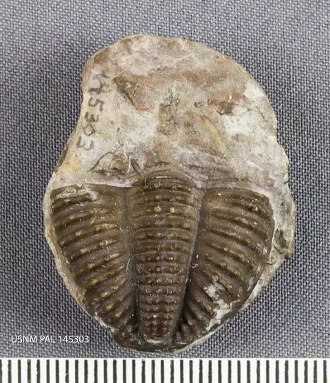 Dokumentasi USNM PAL145303 dengan identifikasi pada sumber Phillipsia tuberculata. Isi dan label gambar dipertahankan.