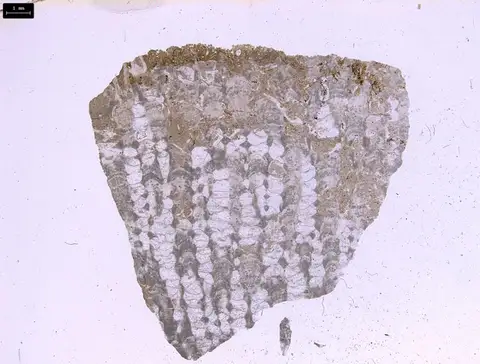 Dokumentasi YPM IP 254192 dengan identifikasi pada sumber Alveolites suborbicularis. Isi dan label gambar dipertahankan.