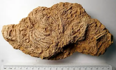 Dokumentasi USNM PAL493607 dengan identifikasi pada sumber Isocrinus nicoleti. Isi dan label gambar dipertahankan.
