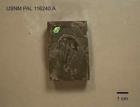 Dokumentasi USNM PAL116240A dengan identifikasi pada sumber Elrathia permulta. Isi dan label gambar dipertahankan.