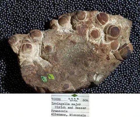 Dokumentasi USNM PAL70238 dengan identifikasi pada sumber Irvingella major. Isi dan label gambar dipertahankan.