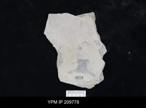 Dokumentasi YPM IP 209778 dengan identifikasi pada sumber Bathyuriscus fimbriatus. Isi dan label gambar dipertahankan.