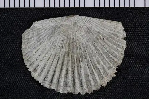 Dokumentasi USNM PAL109962 dengan identifikasi pada sumber Hesperorthis biconvexa. Isi dan label gambar dipertahankan.