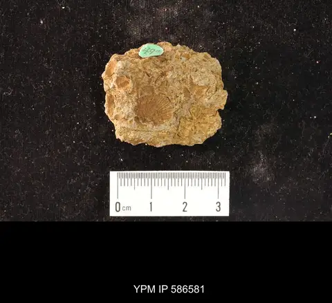 Dokumentasi YPM IP 586581 dengan identifikasi pada sumber Nisusia festinata. Isi dan label gambar dipertahankan.