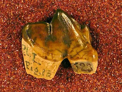 Dokumentasi USNM V523 dengan identifikasi pada sumber Aelurodon ferox. Isi dan label gambar dipertahankan.