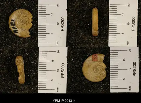 Dokumentasi YPM IP 001314 dengan identifikasi pada sumber Nannolytoceras pygmaeum. Isi dan label gambar dipertahankan.