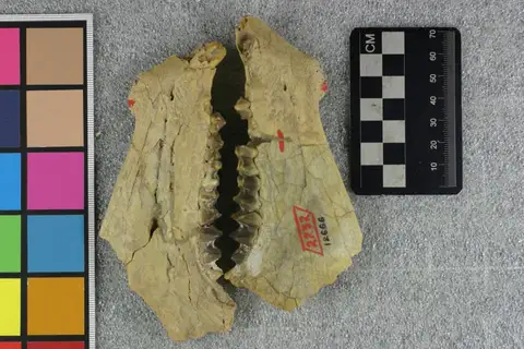 Dokumentasi YPM VP 012666 dengan identifikasi pada sumber Agriochoerus antiquus. Isi dan label gambar dipertahankan.