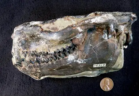 Dokumentasi USNM V20590 dengan identifikasi pada sumber Protoreodon pumilus. Isi dan label gambar dipertahankan.