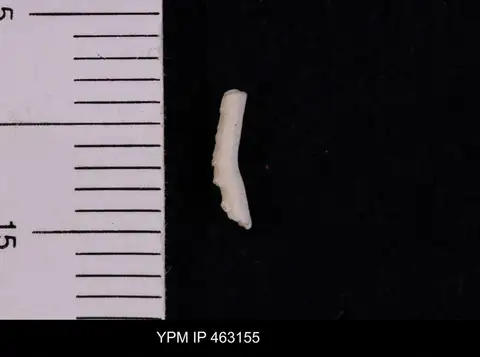 Dokumentasi YPM IP 463155 dengan identifikasi pada sumber Osculipora truncata. Isi dan label gambar dipertahankan.