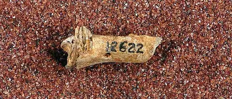 Dokumentasi USNM V12622 dengan identifikasi pada sumber Alilepus vagus. Isi dan label gambar dipertahankan.