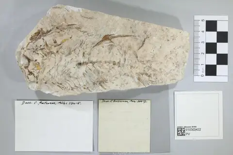 Dokumentasi PV P 12205 dengan identifikasi pada sumber Hoplopteryx macracanthus. Isi dan label gambar dipertahankan.