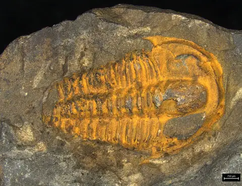 Dokumentasi YPM IP 463334 dengan identifikasi pada sumber Agraulos ceticephalus. Isi dan label gambar dipertahankan.