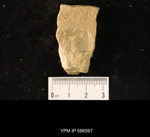 Dokumentasi YPM IP 586567 dengan identifikasi pada sumber Billingsella coloradoensis. Isi dan label gambar dipertahankan.
