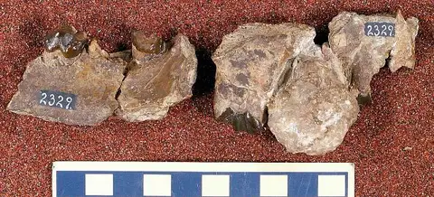 Dokumentasi USNM V2329 dengan identifikasi pada sumber Ambloctonus sinosus. Isi dan label gambar dipertahankan.