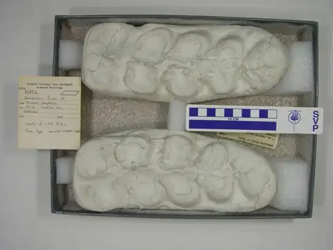 Dokumentasi YPM VP 044892 dengan identifikasi pada sumber Amebelodon fricki. Isi dan label gambar dipertahankan.