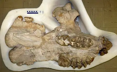 Dokumentasi USNM V10538 dengan identifikasi pada sumber Anancus bensonensis. Isi dan label gambar dipertahankan.