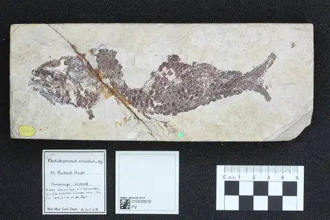 Dokumentasi PV OR 43038 dengan identifikasi pada sumber Pholidophorus ornatus. Isi dan label gambar dipertahankan.