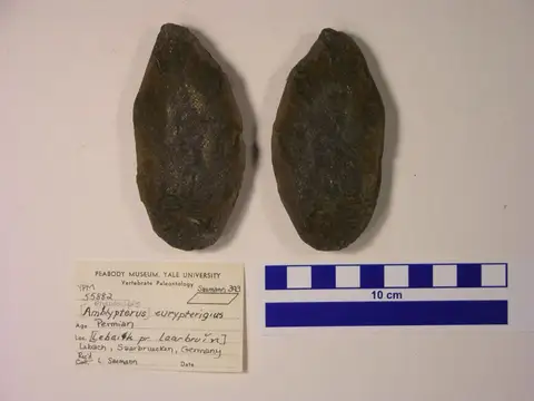 Dokumentasi YPM VP 055882 dengan identifikasi pada sumber Amblypterus eupterygius. Isi dan label gambar dipertahankan.